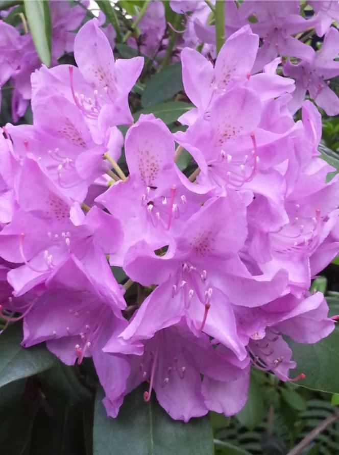 MEHR fr die Selbsthilfe